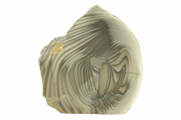 Polished, Striped Flint Stand Up - Poland #228140